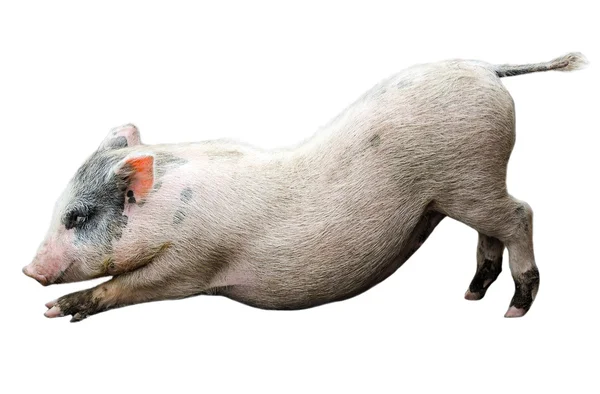 Funny piglet — Stock Photo, Image