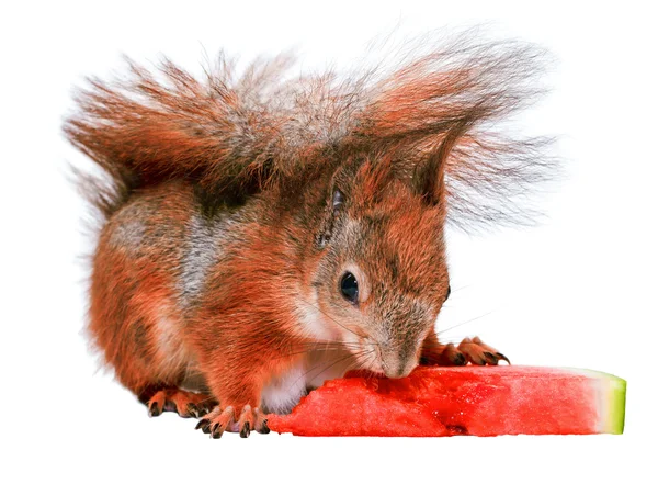 Écureuil mangeant pastèque — Photo
