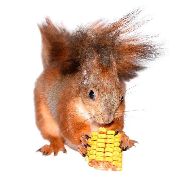 Білки їдять кукурудзу — стокове фото