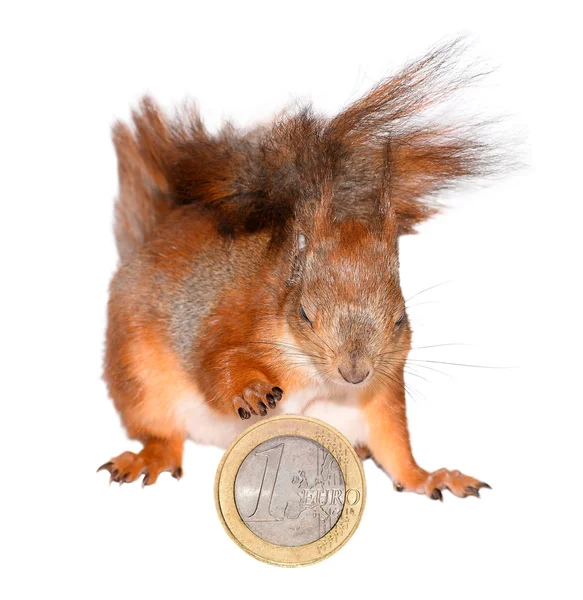 Écureuil et argent — Photo
