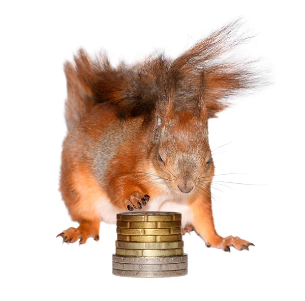 Σκίουρος και χρήματα — Φωτογραφία Αρχείου
