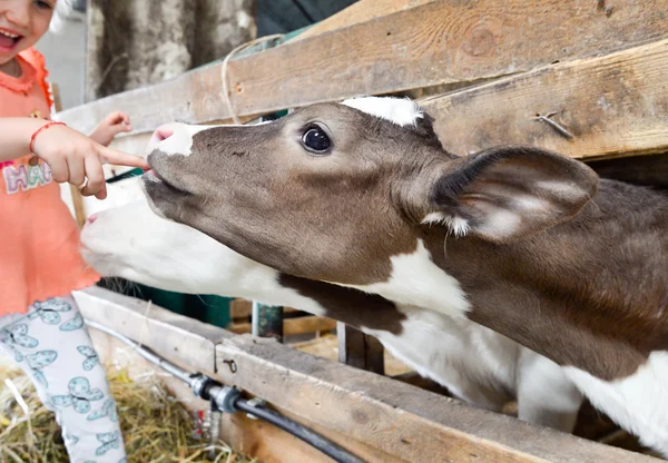 Little girl and cow at the farm
