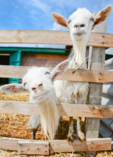 Zwei lustige Ziegen auf dem Bauernhof — Stockfoto