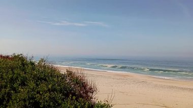 Okyanus dalgaları ve yeşil kıyı bitkileriyle kumlu bir sahil manzarası. Yaz tatili, doğa, seyahat ve deniz kenarı sükuneti kavramı.