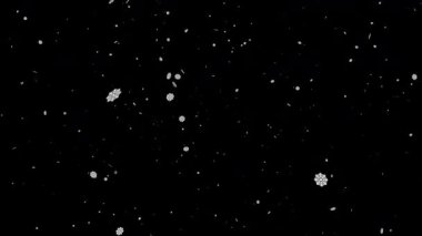 Yatay, pürüzsüz beyaz kar taneleri, arka plan ve örtüler için minimum ve zarif kış animasyonlarına yumuşak bir şekilde düşüyor..