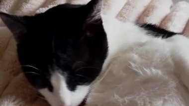 Yumuşak bir battaniyenin üzerinde siyah beyaz bir kediye yaklaş, tüylerini tımar et, samimi ve detaylı bir evcil an yarat. Komik kediler