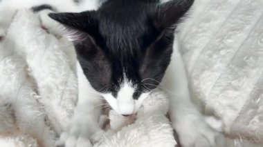 Şirin siyah beyaz kedi, yumuşak battaniyenin üzerinde huzur içinde uyuyor, rahat ev atmosferi, rahat ev hayvanı evde dinleniyor, sakin bir an, rahat, sıcak, evcil hayat tarzı.