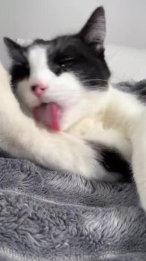 Siyah beyaz kedinin yumuşak gri bir battaniyede kendini tımar edişinin komik bir videosu. Kapalı bir odada gözleri kısmen kapalı..