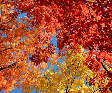 Sonbahar ve parlak yaprakları