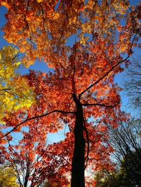 Sonbahar ve parlak yaprakları