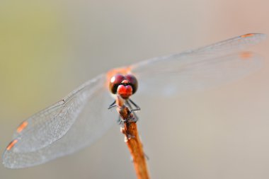 Yusufçuk ve doğal arka plan