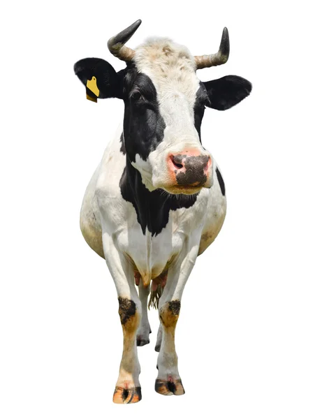 Spotted black and white cow — Stock Photo, Image