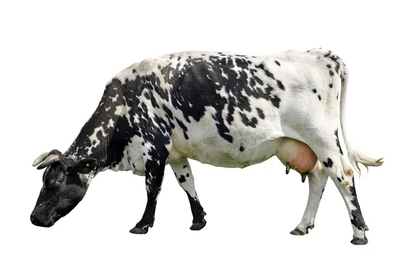 Корова ізольована на білому тлі — стокове фото