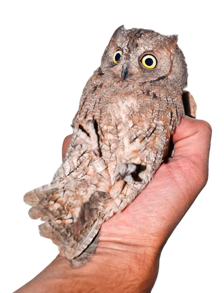 Scops coruja isolada em branco — Fotografia de Stock