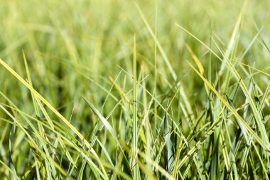 Yeşil Çimen Arkaplanı