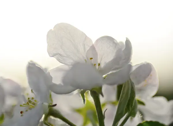 Maçã ramo flor — Fotografia de Stock