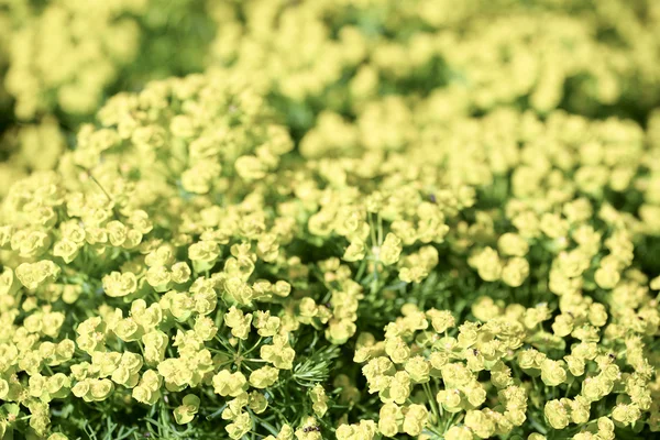 Amarelo brilhante flores prado selvagem fundo e folhas verdes — Fotografia de Stock