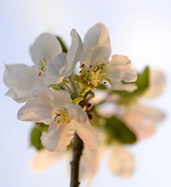 Apple flower branch — Stock Photo, Image