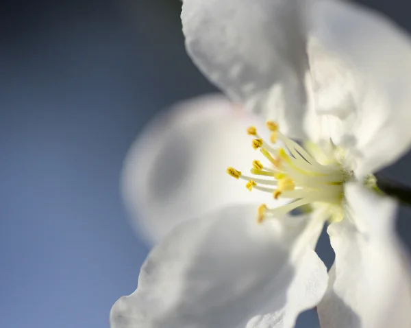 Maçã ramo flor — Fotografia de Stock