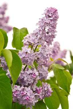 Lila bush botanic Garden