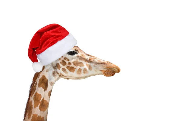 Jolie Girafe Isolee Sur Fond Blanc Drole De Tete De Girafe Isolee La Girafe Est Le Plus Grand Et Le Plus Grand Animal Vivant Du Zoo Belle Girafe Isolee Sur Blanc Visage Jolie Girafe Isolee Sur Fond Blanc Drole De Tete De Girafe Isolee La Girafe Est Le Plus Grand Et Le Plus Grand Animal Vivant Du Zoo Belle Girafe Isolee Sur Blanc Visage