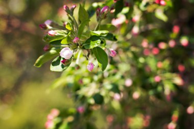 Apple bahar beyaz çiçekler