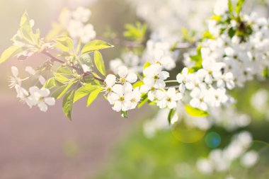 Bir dalda kiraz çiçekleri