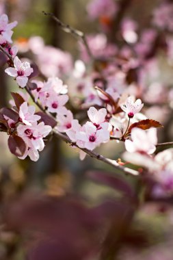Bir dalda kiraz çiçekleri
