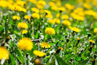 güzel sarı karahindiba çiçekler