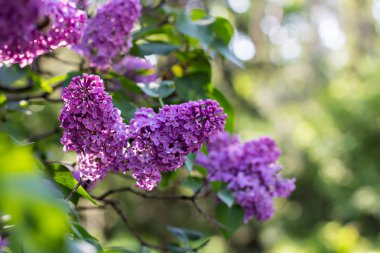 Bahar eflatun ile yeşil şube