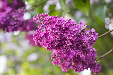 Bahar eflatun ile yeşil şube