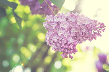 Bahar eflatun ile yeşil şube