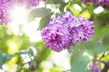 Bahar eflatun ile yeşil şube