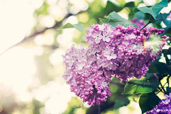 Green branch with spring lilac — Stock Photo, Image