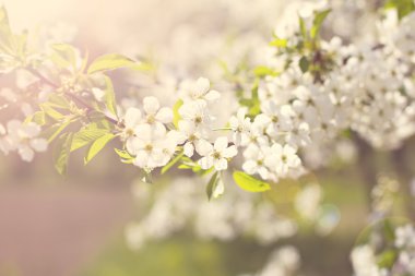 Güzel beyaz çiçekli çalı erkeçsakalı