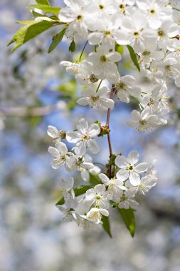 Bir dalda kiraz çiçekleri