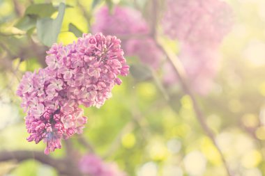 Bahar leylağı çiçekli dal