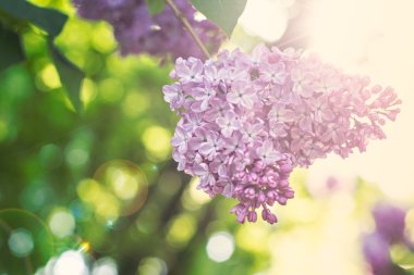 Bahar leylağı çiçekli dal