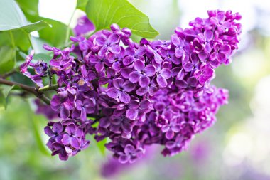 Bahar leylağı çiçekli dal