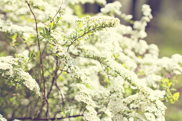 Beautiful white flowering shrub — Stock Photo, Image