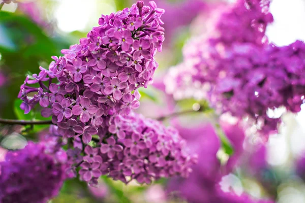 春のライラックの花の枝 — ストック写真