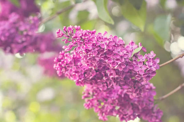 春のライラックの花の枝 — ストック写真