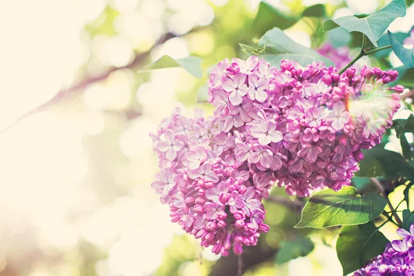 Tak met lente lila bloemen — Stockfoto