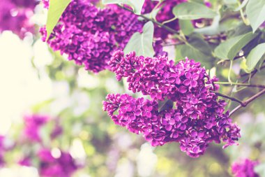 Bahar leylak çiçekleri