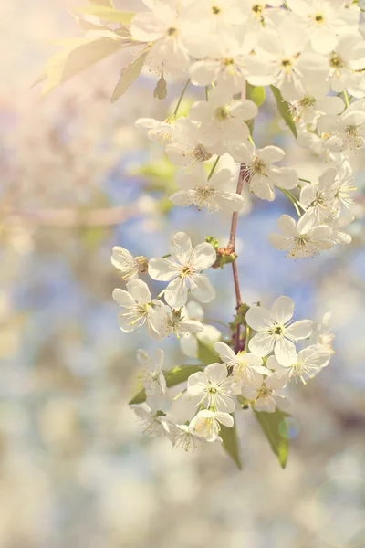 Kwiaty wiśni na gałęzi — Zdjęcie stockowe