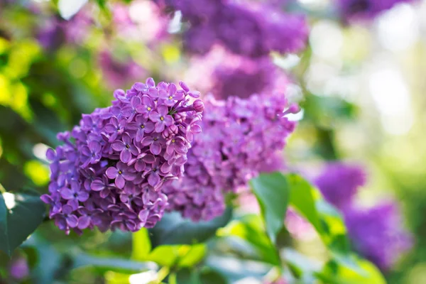 Spring lilac flowers — Stock Photo, Image