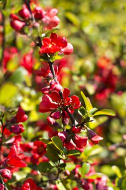 Ormangülü yapılmış bir yoğundur