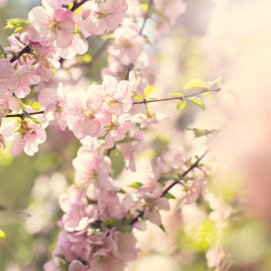 Bir dalda kiraz çiçekleri