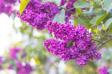 Bahar leylak çiçekleri