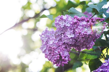 Bahar leylak çiçekleri